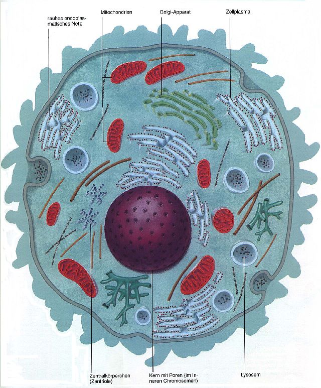 Die Zellen sind feinstrukturierte, in ihrem Verband vielflächig